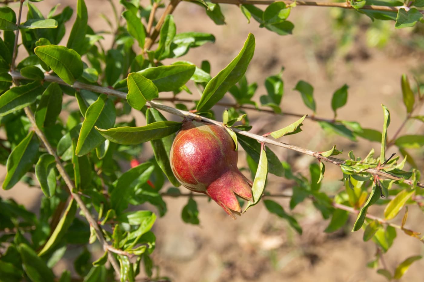 Rishihood University Sonepat hostel photo 114